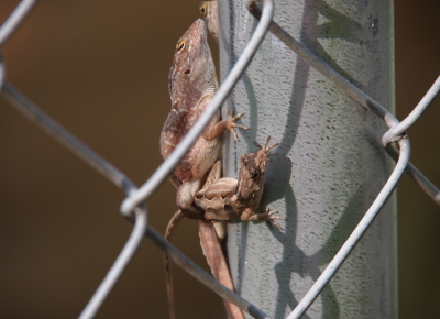 [Both bodies of the anoles are now visible and the much larger one is verticle (up the pole) with a leg around the back end of the smaller anole who is perpendicular to the pole. The tip of the head of another anole is visible at the top edge of the image.]